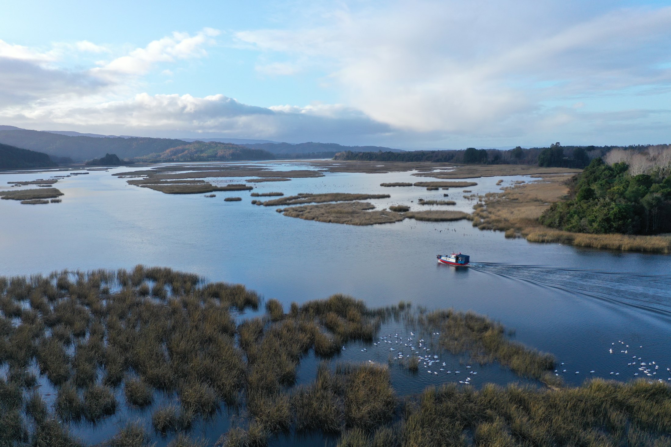 Humedales y ríos de Valdivia vistos desde el aire